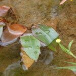 Potamogeton polygonifolius Leaf