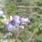 Psoralea pinnata Flower