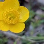 Ranunculus paludosus Fleur