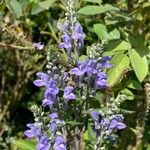 Scutellaria incana Blüte