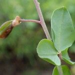 Cytisophyllum sessilifolium Habitus