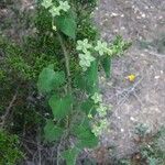 Matelea reticulata Celota