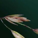 Poa palustris Цвят