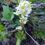 Luetkea pectinata Flower