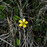 Ranunculus glaberrimus Květ