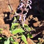 Plectranthus rubropunctatus