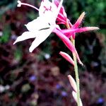 Asphodelus ramosus Çiçek