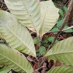 Eriocoelum macrocarpum Leaf