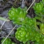 Sedum alpestre Blad