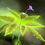 Cardamine glanduligeraFrunză