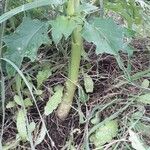 Datura stramonium Кора