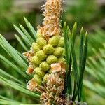 Pinus mugo Flower