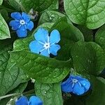 Omphalodes verna Flower