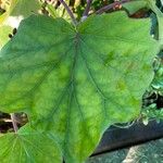 Roldana petasitis Leaf