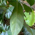 Dendropanax cuneatus Blad