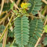 Chamaecrista fallacina Leaf