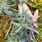 Dianthus laricifolius পাতা