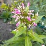 Phlox paniculataCvet