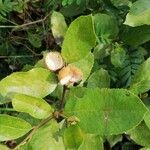 Paropsia brazzaeana 果実