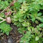 Sherardia arvensis Leaf