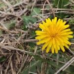 Taraxacum palustreÇiçek