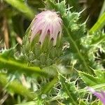 Cirsium acaule Květ