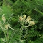 Andryala integrifolia Flower