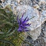 Phyteuma hedraianthifolium Flower