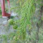 Cryptomeria japonica ᱡᱚ