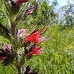 Pontechium maculatum Flors