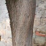 Podocarpus neriifolius Bark