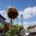 Helianthus annuusKwiat