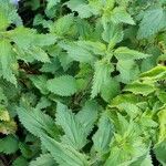Urtica dioica Leaf