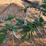 Acacia nilotica Листо