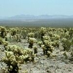 Cylindropuntia bigelovii Habitus