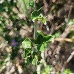 Solanum arundo Лист