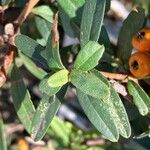 Pyracantha angustifolia Deilen