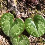 Cyclamen balearicum Leaf