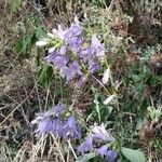 Campanula bononiensis Habit