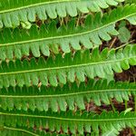 Thelypteris interrupta Folio