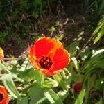 Tulipa gesnerianaFlower