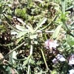 Plumbago europaea Leaf