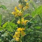 Senna marilandica फूल