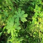 Petasites frigidus Leaf