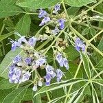 Vitex negundo Flor