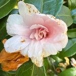 Camellia japonicaBlodyn