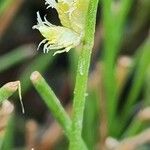 Cyperus laevigatus Квітка