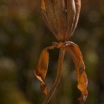 Darlingtonia californica Плод