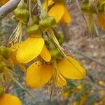 Sophora microphylla Květ