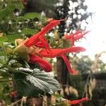 Salvia regla Lorea